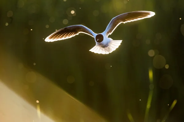 Die kleine möwe (larus minutus)) — Stockfoto