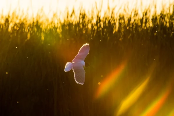 A pequena gaivota (Larus minutus ) — Fotografia de Stock