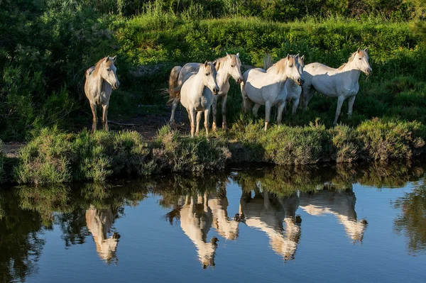 Kudde witte Camargue paarden — Stockfoto