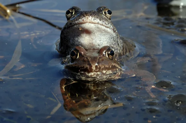 Common frogs (Rana temporaria) — Stock Photo, Image
