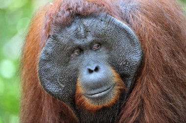Adult male of the Dominant male orangutan clipart