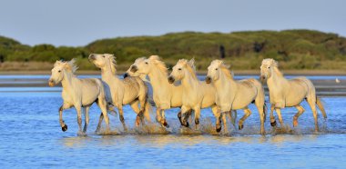 Beyaz Camargue at sürüsü