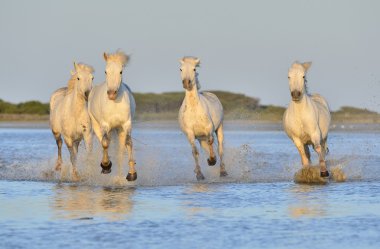 Beyaz Camargue at sürüsü