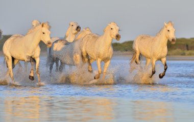 Beyaz Camargue at sürüsü