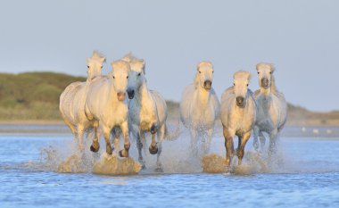Beyaz Camargue at sürüsü