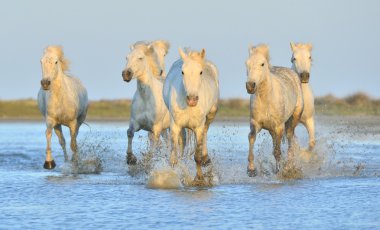 Beyaz Camargue at sürüsü
