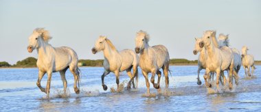 Beyaz Camargue at sürüsü