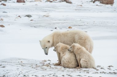 Polar dişi ayı yavruları ile.