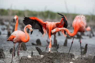 American Flamingos ( Phoenicopterus ruber ) clipart