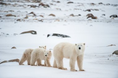 Polar dişi ayı yavruları ile.