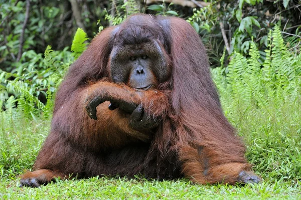 Adult male of the Dominant male orangutan — Stock Photo, Image