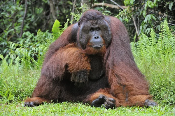 Adulto maschio del dominante maschio orango — Foto Stock