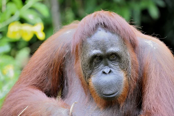 Baskın erkek orangutanın yetişkin kadın — Stok fotoğraf