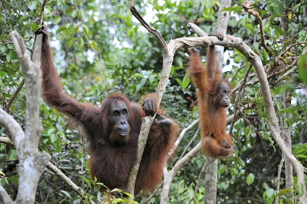 Ein Weibchen des Orang-Utans mit einem Jungtier — Stockfoto