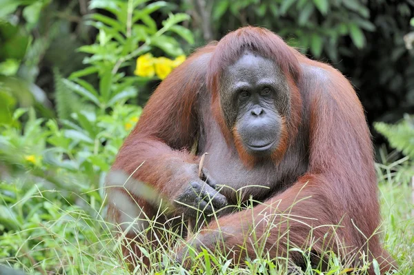 Mujer adulta del orangután femenino dominante — Foto de Stock