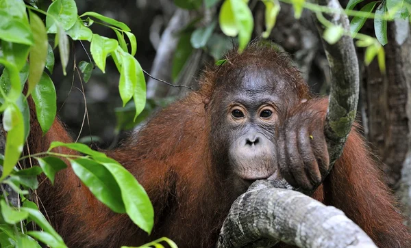 Orangután. Fondo follaje verde oscuro en la naturaleza salvaje. Borneo. Países Bajos. — Foto de Stock