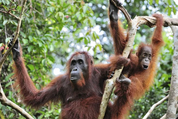 Bir erkek orangutanın bir yavrusu ile — Stok fotoğraf