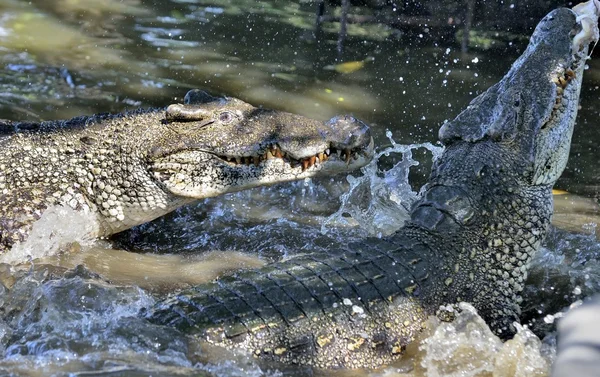 Grupo de cocodrilos cubanos — Foto de Stock