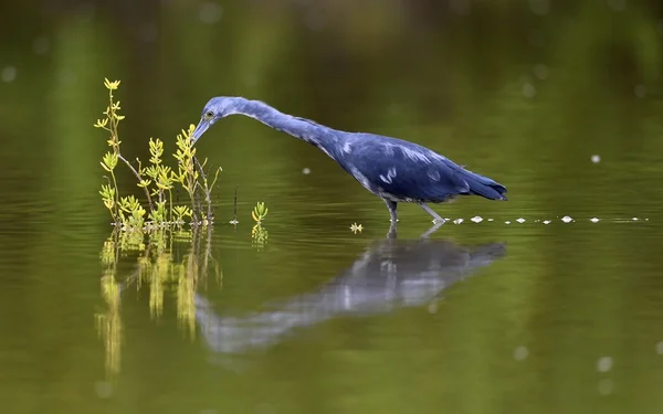 Airone azzurro (egretta caerulea) — Foto Stock