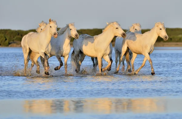 Stado koni Camargue biały — Zdjęcie stockowe