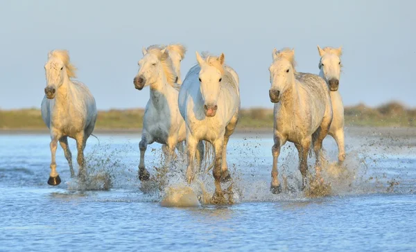 Herde weißer Camargue-Pferde — Stockfoto