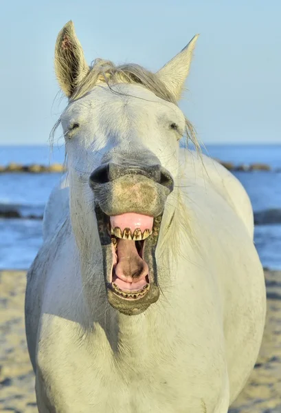 Grappige portret van een lachen paard. — Stockfoto