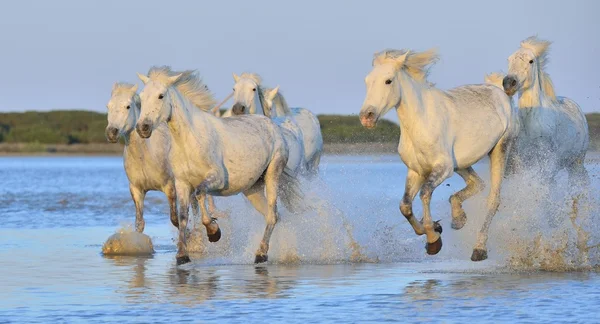 Herd of White Camargue Cavalos — Fotografia de Stock