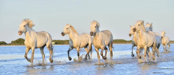 Mandria di cavalli bianchi Camargue — Foto Stock