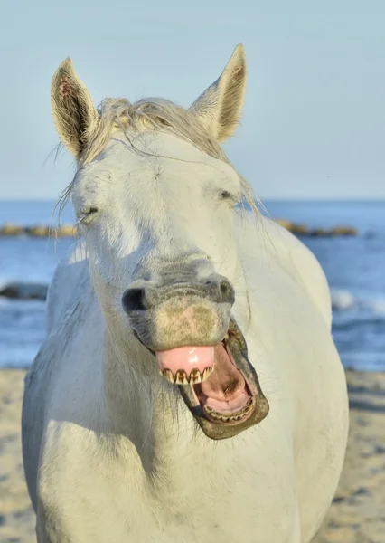 Lustiges Porträt eines lachenden Pferdes. — Stockfoto
