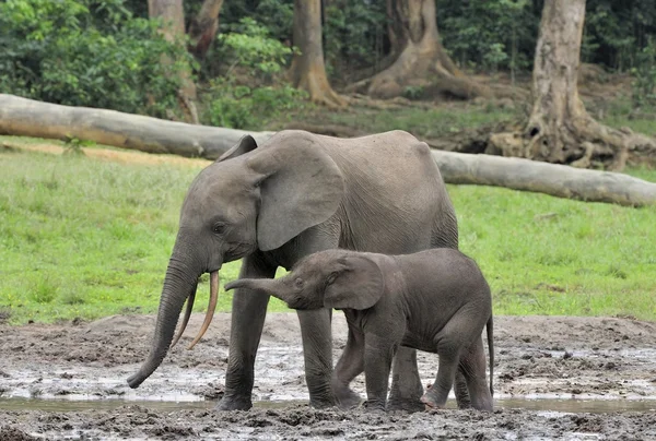 Gli elefanti della foresta africana — Foto Stock