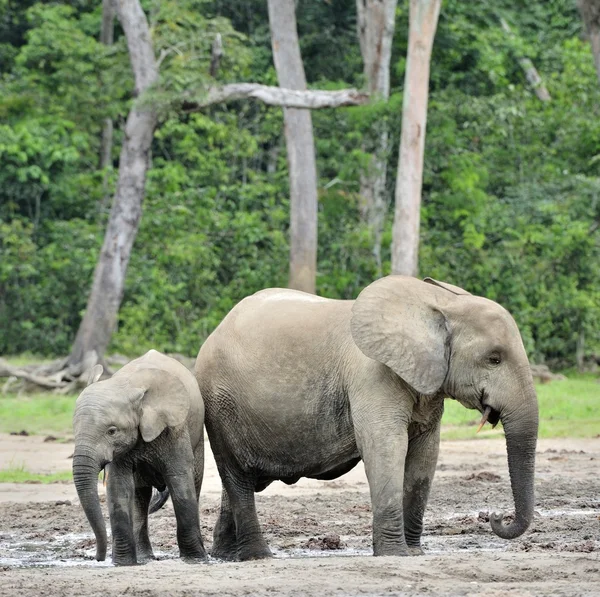 Los elefantes del bosque africano — Foto de Stock