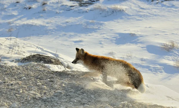 Retrato de close-up em raposa vermelha, vulpes vulpes — Fotografia de Stock