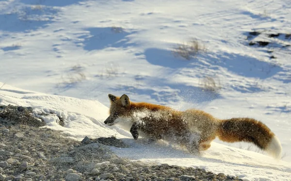 Retrato de close-up em raposa vermelha, vulpes vulpes — Fotografia de Stock