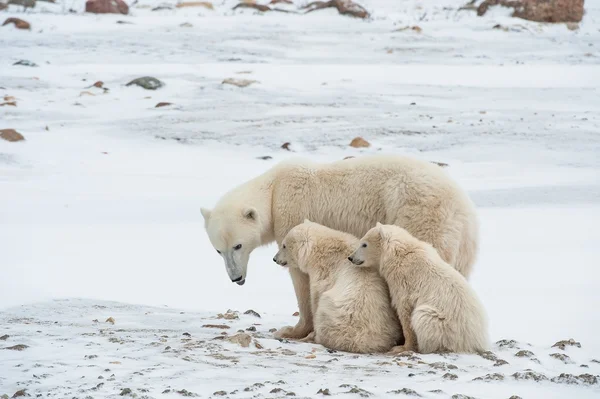 Ursa polar com filhotes . — Fotografia de Stock