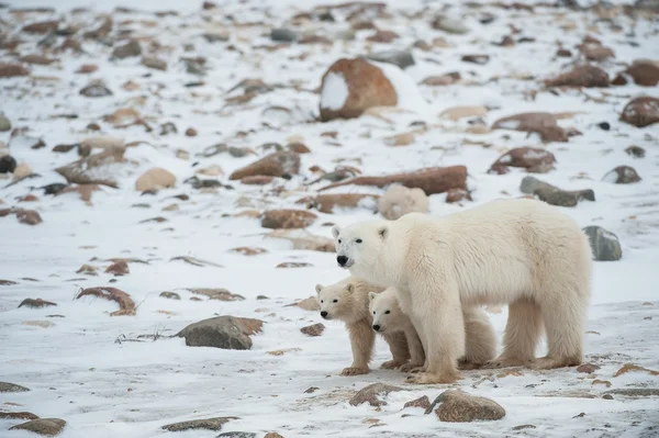 Polar dişi ayı yavruları ile. — Stok fotoğraf