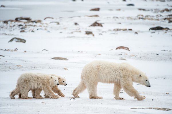 Polar she-bear with cubs.
