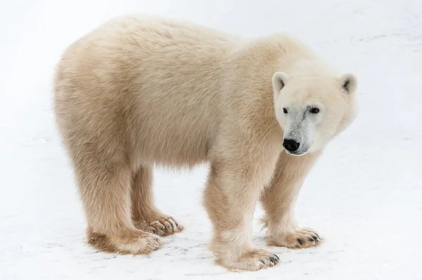 Ritratto di orso polare adulto — Foto Stock