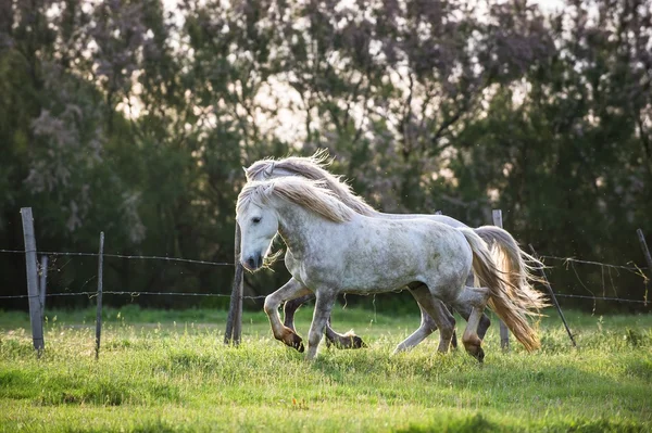 Branco camargue cavalos — Fotografia de Stock