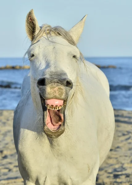 Funny portrait of a laughing horse.