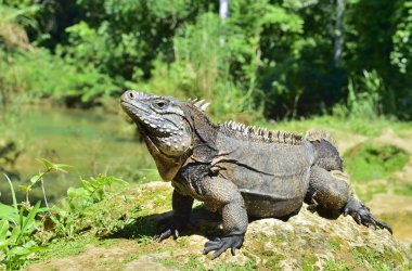 İguana ormanın içinde. Küba rock iguana (Cyclura nubila), olarak da bilinen Küba iguana zemin..