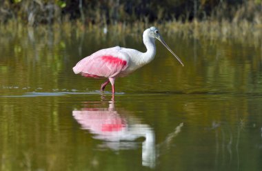 (bazen kendi cinsinin ajaja yerleştirilmiş platalea ajaja, pembe kaşıkçı)