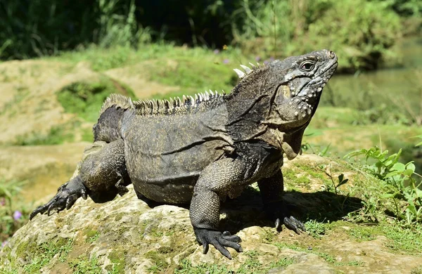 Iguana az erdőben. Szigeti kubai orrszarvú leguán (Cyclura nubila), más néven a kubai föld iguana. — Stock Fotó