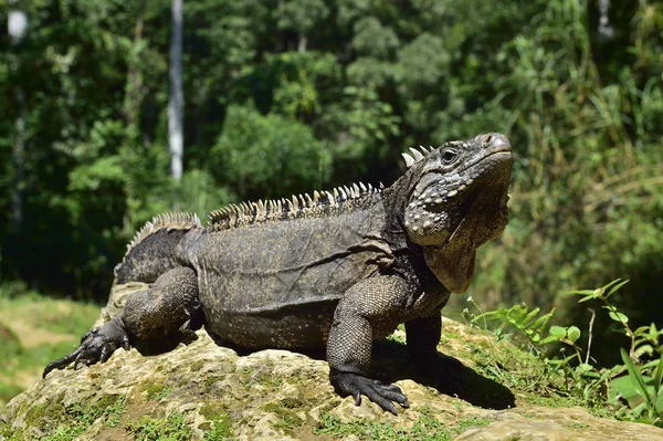 Iguana i skogen. Kubanska rock iguana (Cyclura nubila), även känd som kubanskt marken iguana. — Stockfoto