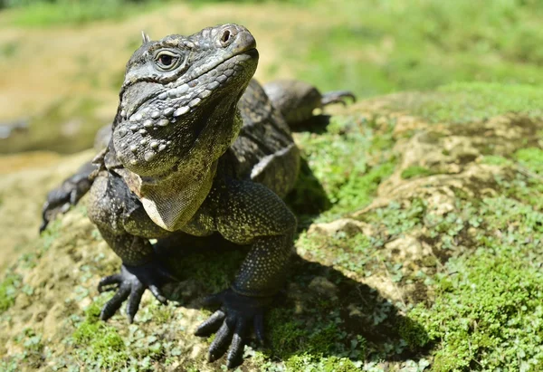 İguana ormanın içinde. Küba rock iguana (Cyclura nubila), olarak da bilinen Küba iguana zemin.. — Stok fotoğraf