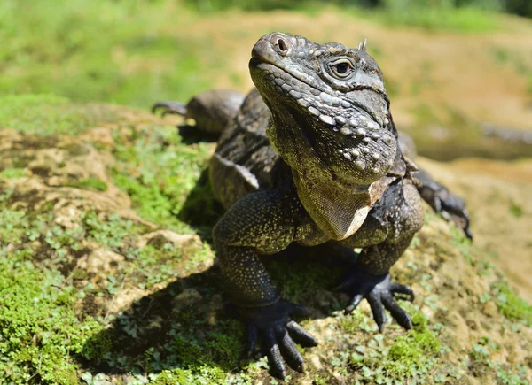 Leguaan in het forest. Cubaanse rock leguaan (Cyclura nubila), ook bekend als de Cubaanse grond leguaan. — Stockfoto