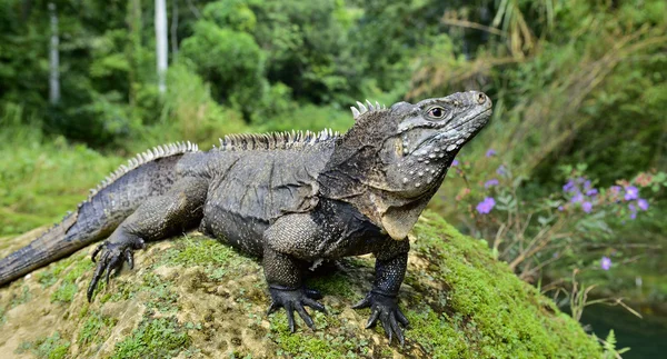 Iguana dans la forêt. iguane des rochers cubains (Cyclura nubila), également connu sous le nom d'iguane terrestre cubain . — Photo