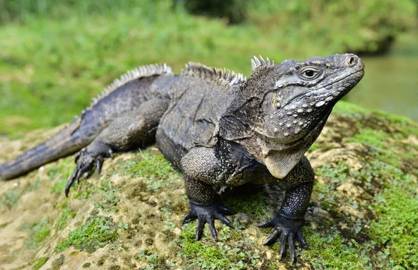 Iguana i skogen. Kubanska rock iguana (Cyclura nubila), även känd som kubanskt marken iguana. — Stockfoto