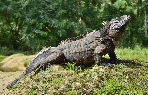 Iguana di hutan. Batu Kuba iguana (Cyclura nubila), juga dikenal sebagai tanah Kuba iguana . — Stok Foto