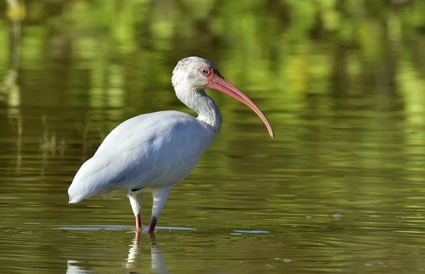 O ibis branco americano (Eudocimus albus ) — Fotografia de Stock