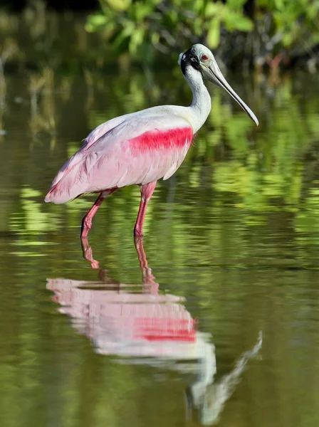 De Roze lepelaar, platalea ajaja, (soms geplaatst in een eigen geslacht ajaja) — Stockfoto